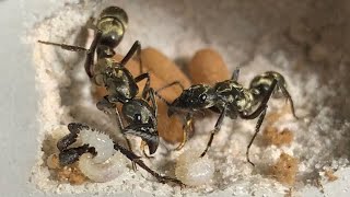 Neoponera villosa hairy panther ant Texas Bullet ant and big O black ant [upl. by Claudia]