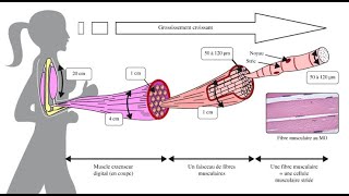 physiologie de la contraction musculaire [upl. by Odlauso]