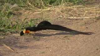 SOUTH AFRICA paradise whydah Kruger national park hdvideo [upl. by Arraek310]