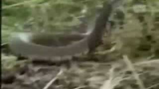 كوبرا مقابل اسد Cobra vs lion [upl. by Brantley]