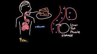 Insulin 1 What does insulin do and why do we need it [upl. by Ivanah]