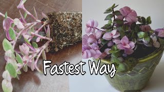 Easy Callisia Repens Pink Lady Propagation step by step [upl. by Trebron]