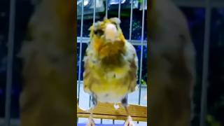 Amazing singing of the goldfinch to train song birds birds [upl. by Wheaton]