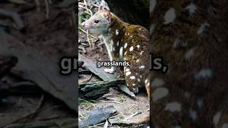 Carniverous Marsupial Spotted Quoll australia wildlife wildaustralia nature [upl. by Darrow]