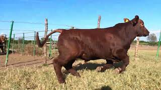 9 L 3  Semental Brangus Rojo de Registro en Venta por Rancho Los Nogales [upl. by Nohsal159]