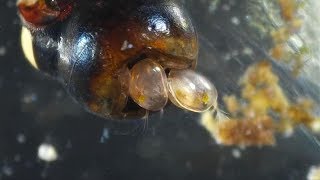 Ostracods  Mating Frenzy Seed Shrimp [upl. by Files]