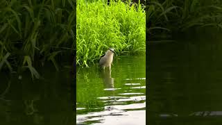 宏觀一點 出遊 nature Nycticorax nycticorax 夜鷺 暗光鳥 [upl. by Wesla101]