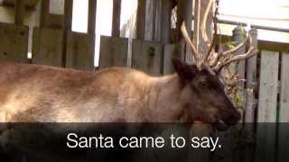 RUDOLPH the RedNosed Reindeer SONG with Lyrics Real Reindeer Scenes [upl. by Jorgenson]