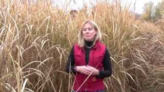 Growing Miscanthus A Crop With Potential Part 2 [upl. by Kacie]