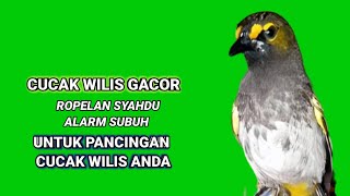 suara burung cucak Wilis gacor ropel syahdu alarm subuh untuk masteran cucak Wilis Anda [upl. by Yecad]