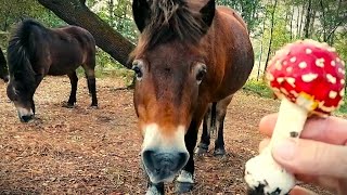 Muchomor Czerwony  zbiór na wesoło Konie na haju 🍄🍄🍄 [upl. by Neffets]