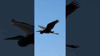 Great Blue Heron The Ultimate FlyBy shorts birds nature [upl. by Ffoeg740]