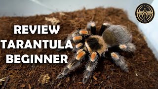 REVIEW  BRACHYPELMA HAMORII KINGS EXOFARM [upl. by Obrien586]