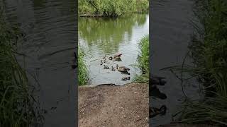 Clapham Common London ducks lake uk [upl. by Ataner]