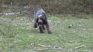 Italian Spinone Sh Ch Michiamo Baradello hunting [upl. by Aenet428]