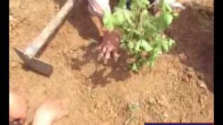 How to prune Jatropha trees  SECOIN farm in HaTinh province  11 August 2009 [upl. by Imyaj447]