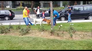 Pitbull vs Labrador Retriever 🔥  Deadly ☠️ Attacking On Each Other [upl. by Laurance383]