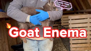 Helping a Constipated Baby Goat with an Enema shorts short [upl. by Pandolfi]