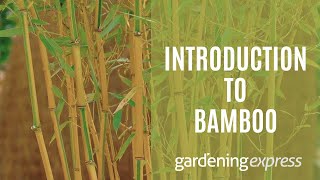 An Introduction to Bamboo Plants  Gardening Express [upl. by Nnaitsirhc468]