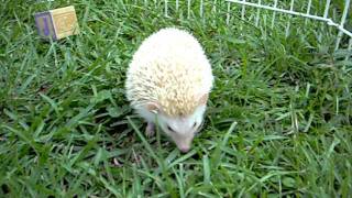 Prairie Dog Plays with Hedgehogs Cute [upl. by Malca]