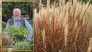 MISCANTHUS SPECTACULAIRES GRAMINÉES À FEUILLES ET FLEURS TRÈS DÉCORATIVES Le Quotidien du Jardin [upl. by Web]