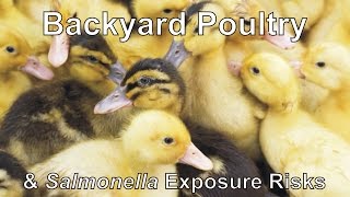 Backyard Poultry amp Salmonella Exposure Risks [upl. by Horodko]