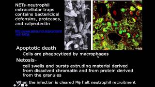 Immunology Neutrophil Mechanisms [upl. by Eniamrehc]