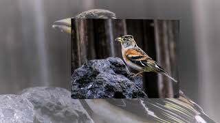 Brambling Fringilla montifringilla song [upl. by Ajnotal768]