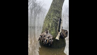 quotClickquot  late season duck limits in the timber on multiple days [upl. by Akselav470]