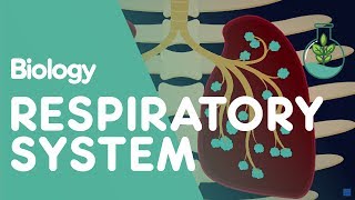 Respiratory System  Introduction  Physiology  Biology  FuseSchool [upl. by Eiramanig915]