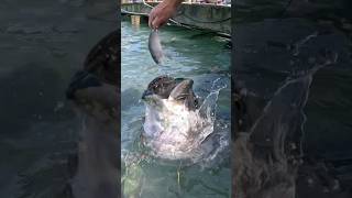 FEEDING TARPON Would you give this a crack 😂 tarpon fishing fail [upl. by Hairam611]