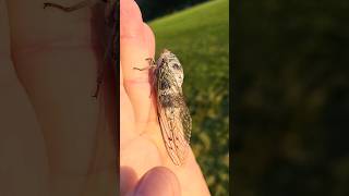 Huge cicada Washington DC [upl. by Inihor]