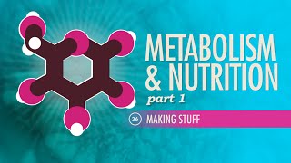 Metabolism amp Nutrition Part 1 Crash Course Anatomy amp Physiology 36 [upl. by Nosemyaj943]