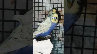 buggies budgiesparrots bird pigeon parrot shortvideo shorts short kitten [upl. by Mak269]