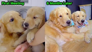 From First Meeting to Best Friends 6 Months of Golden Retriever Love in 6 Minutes [upl. by Artiek55]