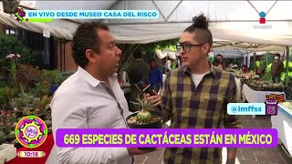 Los más extraños tipos de cactáceas en el 6to Festival de Cactáceas  Dr Planta  Sale el Sol [upl. by Resarf]