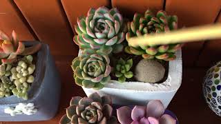 MY NEW ARRANGEMENTS  SUCCULENT CARE TIPS [upl. by Nikita]