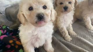 Poochon puppies ready early February at Castellan House Kennels [upl. by Stefan]