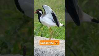 Red Wattled Lapwing 😍 shorts factsinhindi facts factshorts dadajifacts lapwing birds wattles [upl. by Peckham]