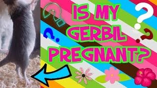 How To Tell If Your Gerbil Is Pregnant [upl. by Won]