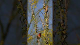 Beautiful Birds Chirping  Stress Relief  Relaxing Birds Sound  Calming Nature Sounds [upl. by Arama905]