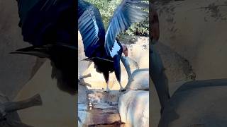 California Condor At San Diego Zoo sandiegozoo californiacondor condor birds shorts shortsfeed [upl. by Bartosch]