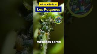 Guía completa para el control de pulgones en tus plantas [upl. by Reinke]