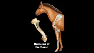 Humerus of the Horse [upl. by Ocsinarf]