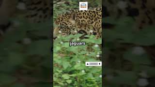 Protect the Jaguar Guardian of the Rainforest savejungle savewildlife jaguar bigcat cat [upl. by Monk276]