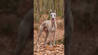 The Most Beautiful Whippet dog dogtraining [upl. by Jarv338]