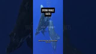 The Sperm Whales Colossal Brain  A Titan Among MInds  shorts animalfacts animalbehavior [upl. by Ketchum]