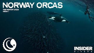 Norway Orcas Expedition  2024 week 1 [upl. by Legge]