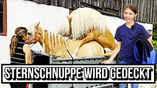 Sternschnuppe wird gedeckt  Bekommt sie ein Fohlen 🐴🍀😍 [upl. by Sonstrom605]