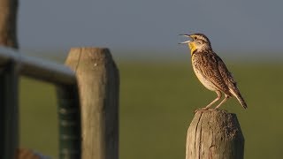 Listen to the Western Meadowlark singing [upl. by Rozanna]